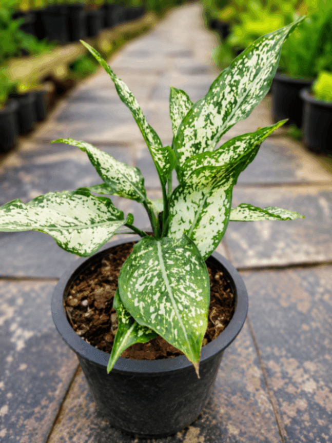 Aglaonema White Dalmatian