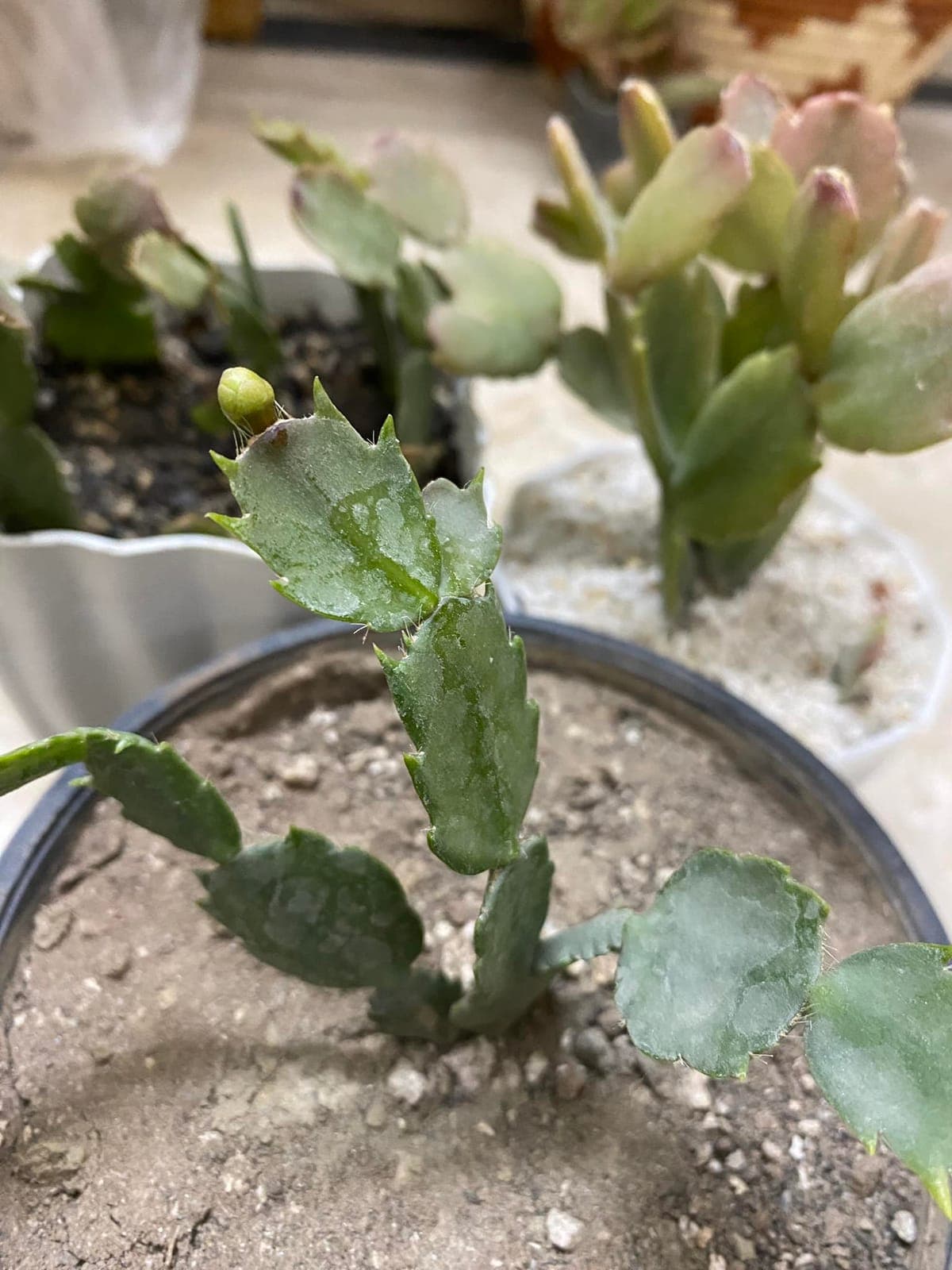 Thanksgiving Cactus