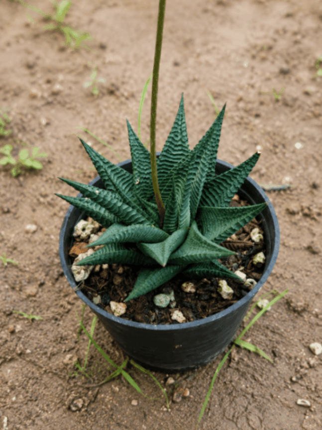 Haworthiopsis Limifolia