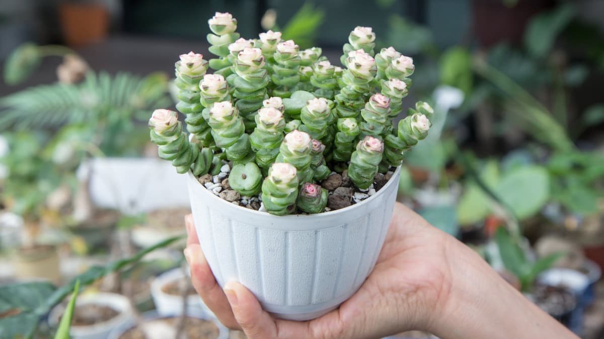 String of Buttons