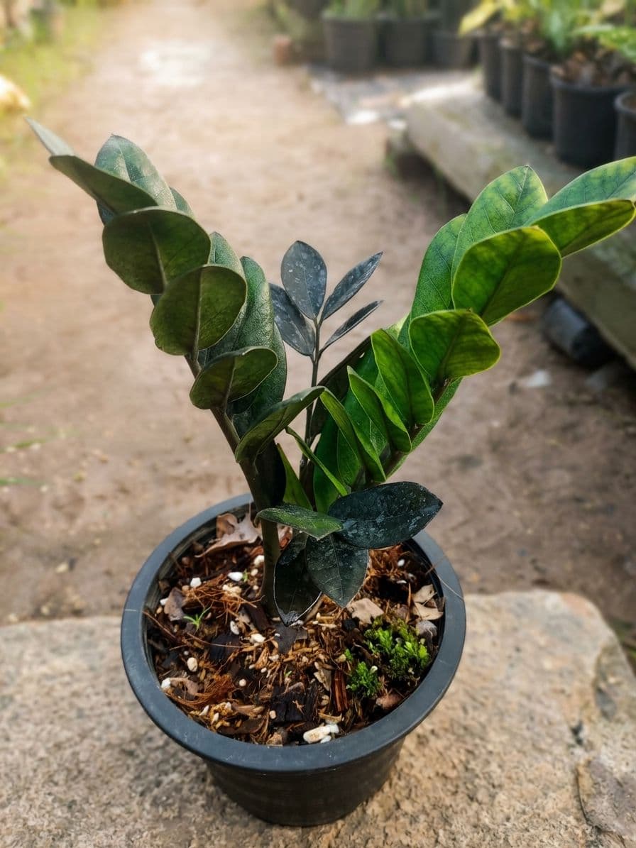 ZZ Plant