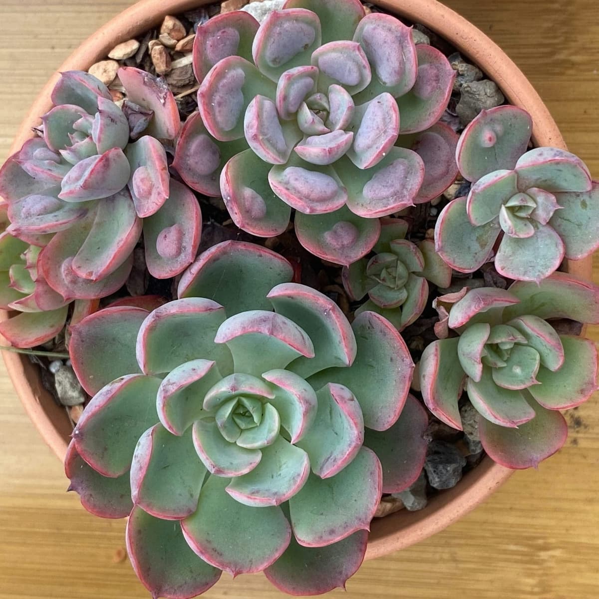 Lipstick Echeveria
