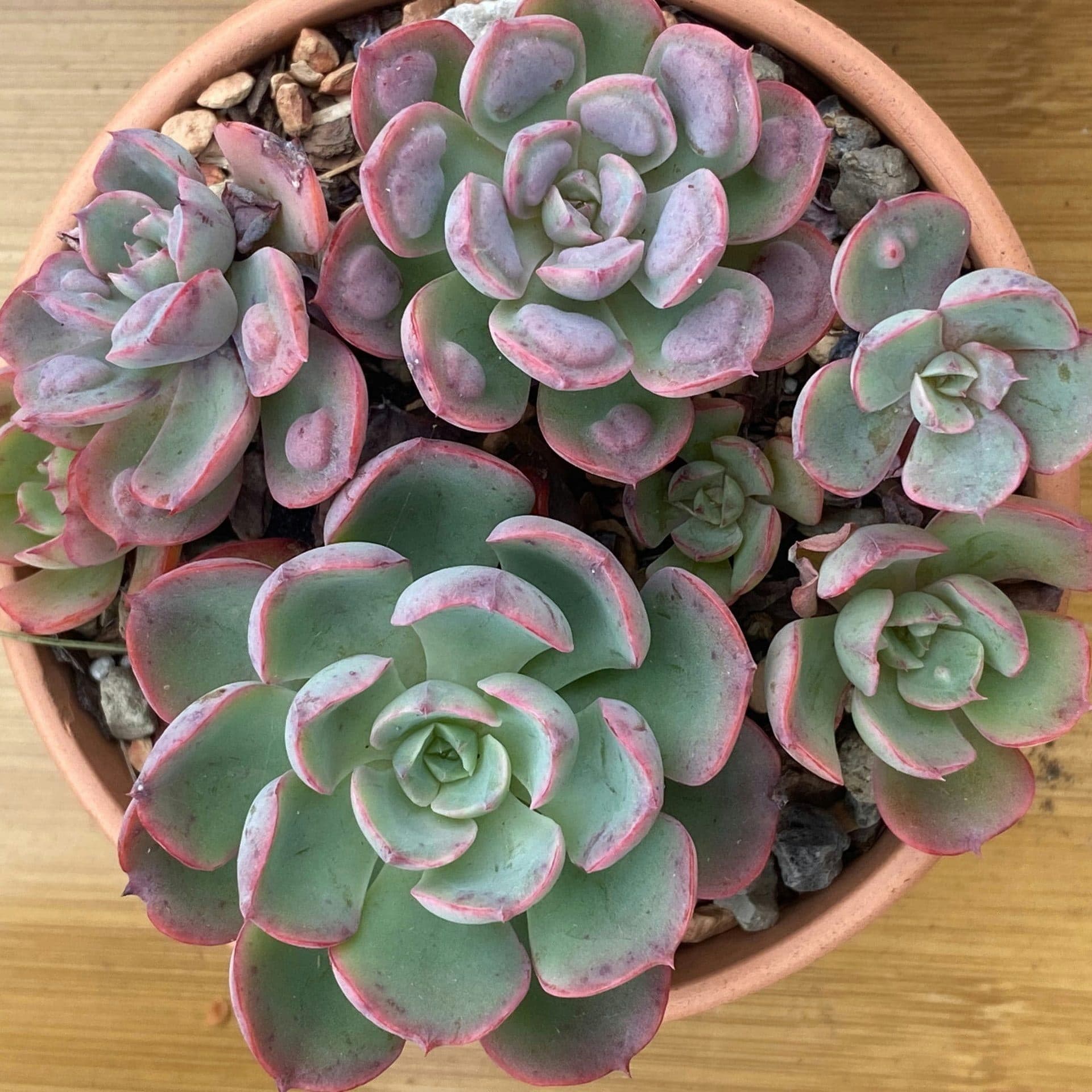 Lipstick Echeveria