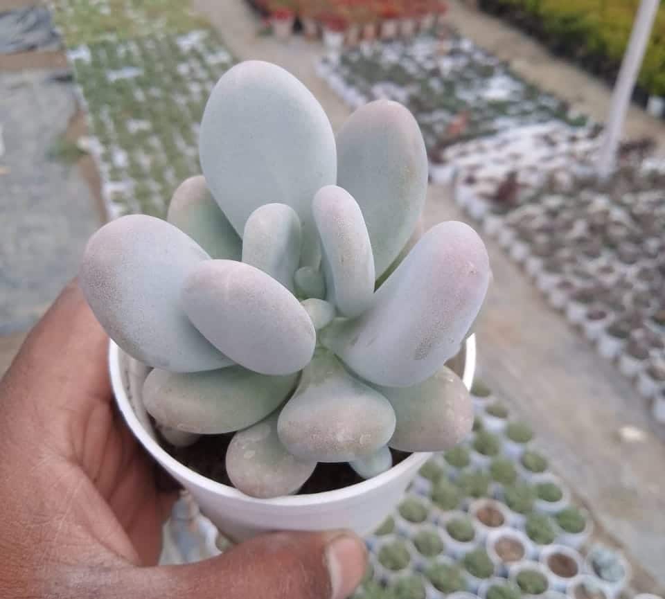 Moonstones