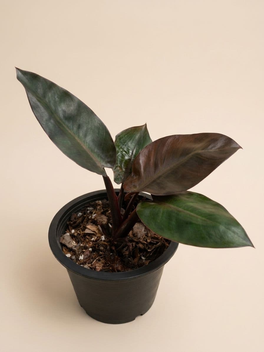Black Cardinal Plant