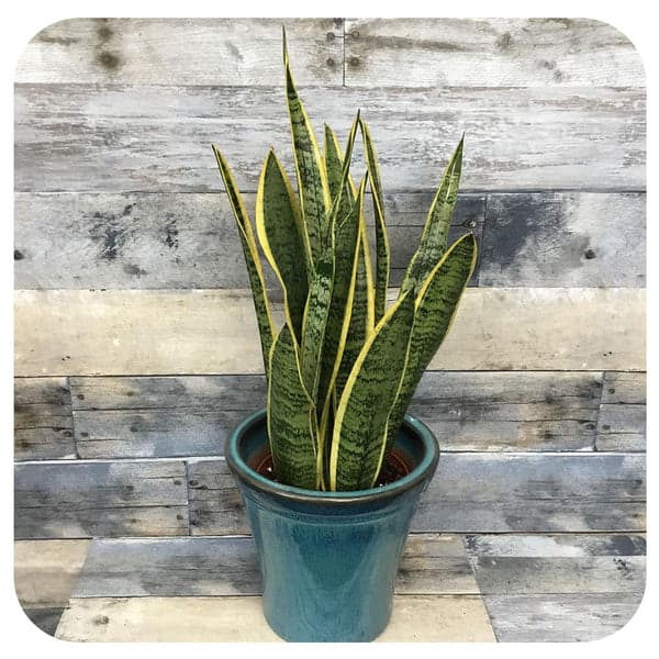 Snake Plant (Laurentii)