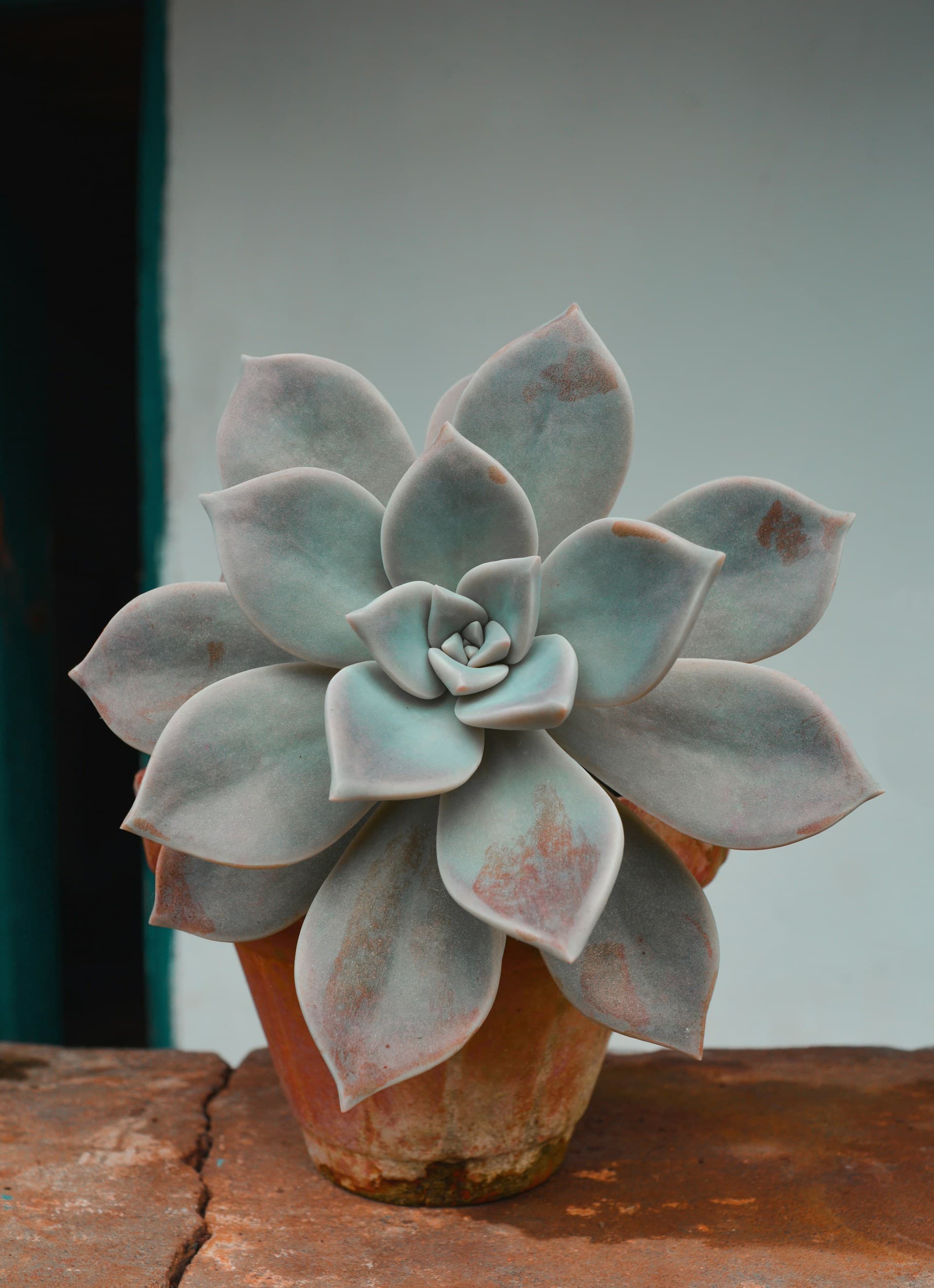 Premium Succulents For Your Space.