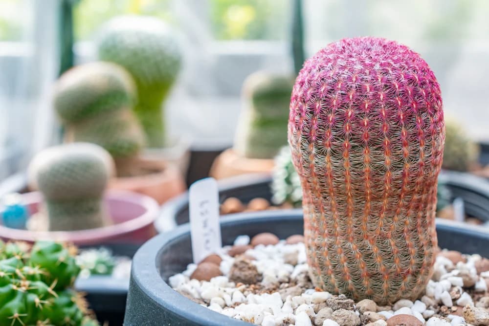 Rainbow Hedgehog Cactus