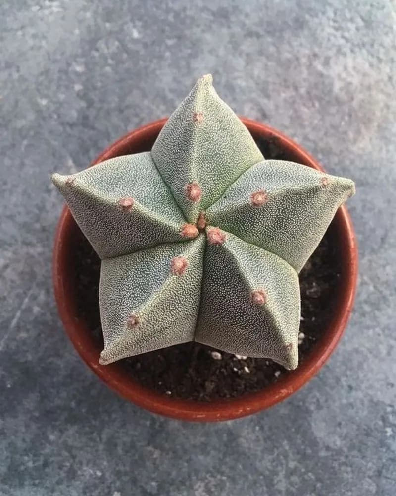 Star Cactus