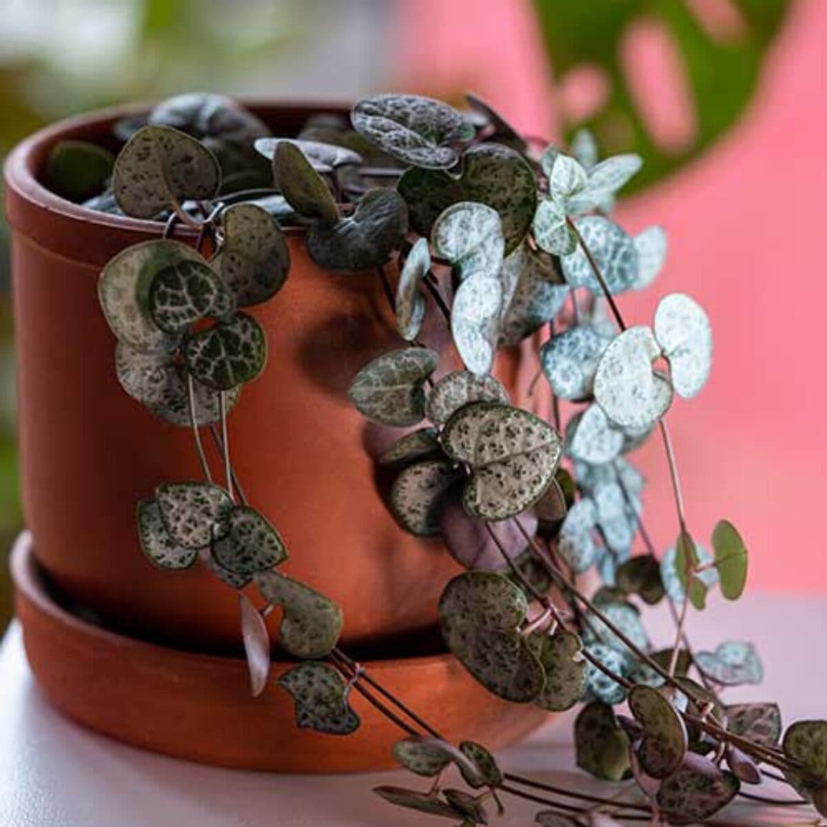 String of Hearts