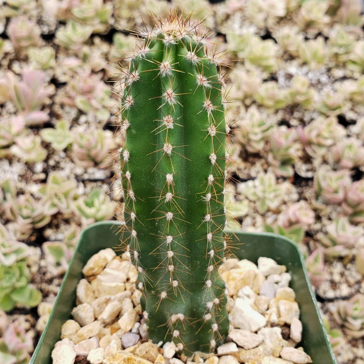 Peruvian Apple Cactus