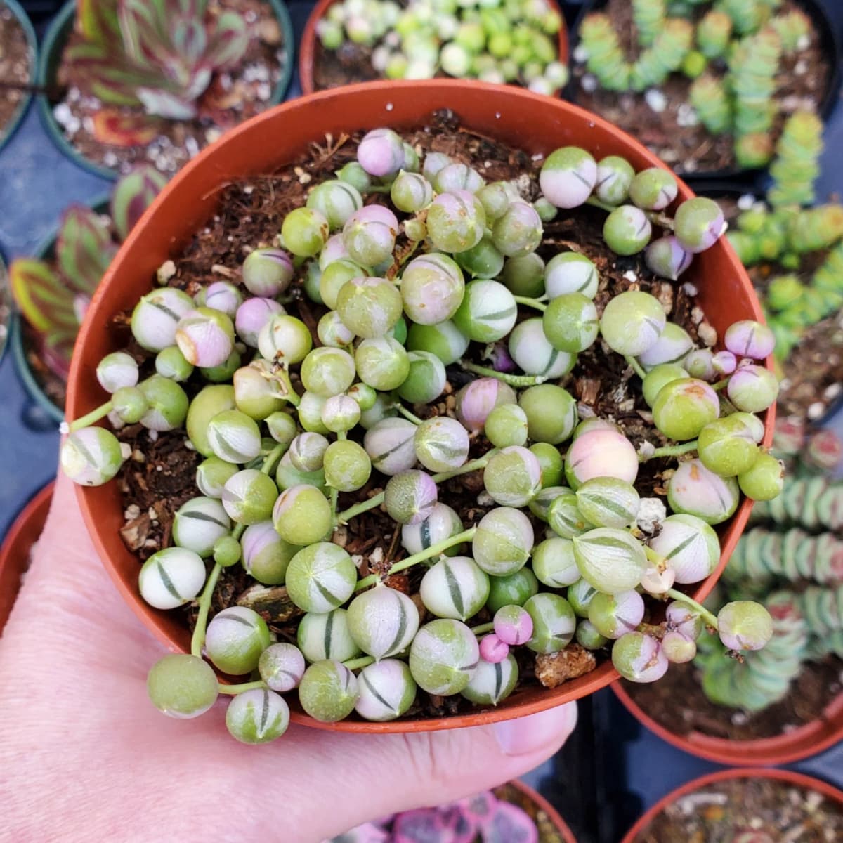 Variegated String of Pearls