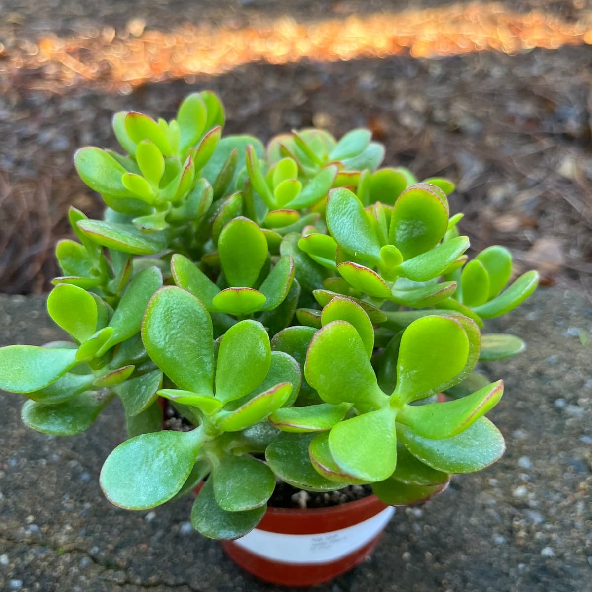 Jade Plant (Crassula Ovata)