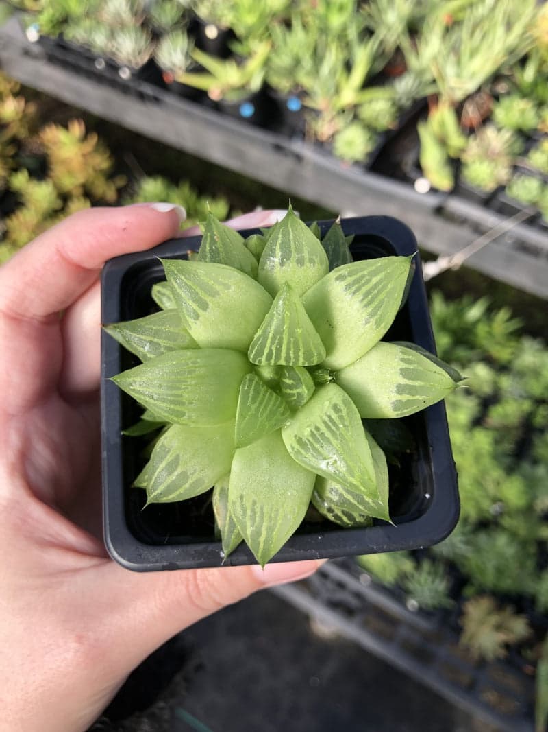 Window Haworthia