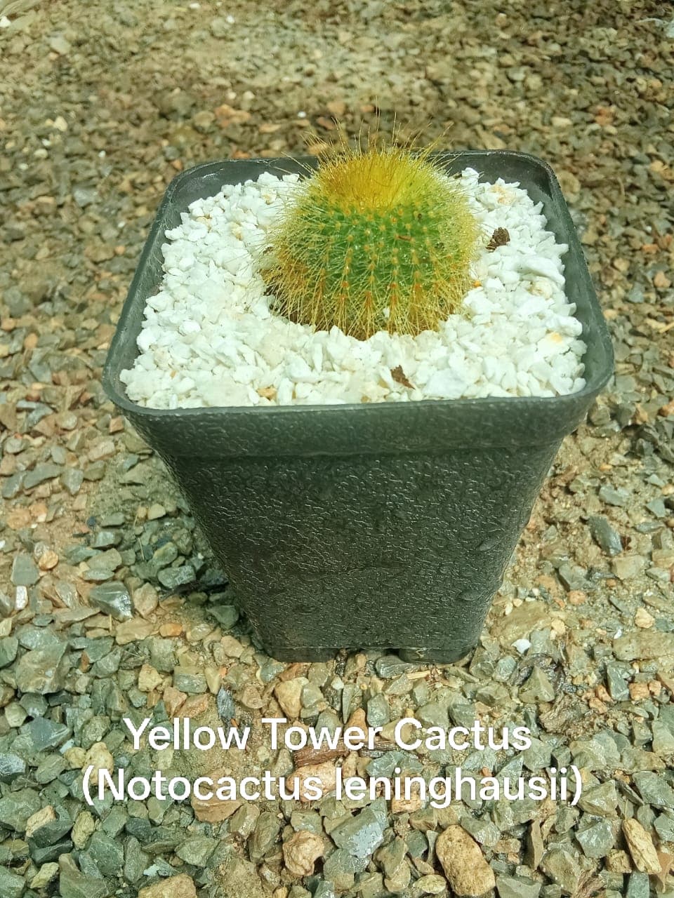 Yellow Tower Cactus (Golden Ball)