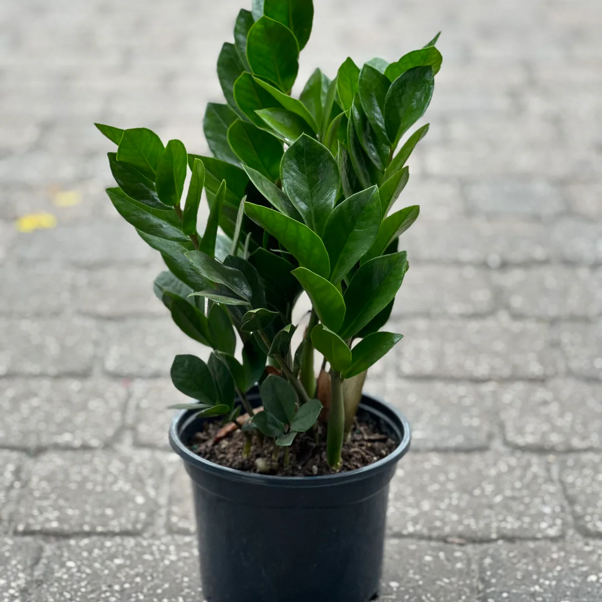 ZZ Plant