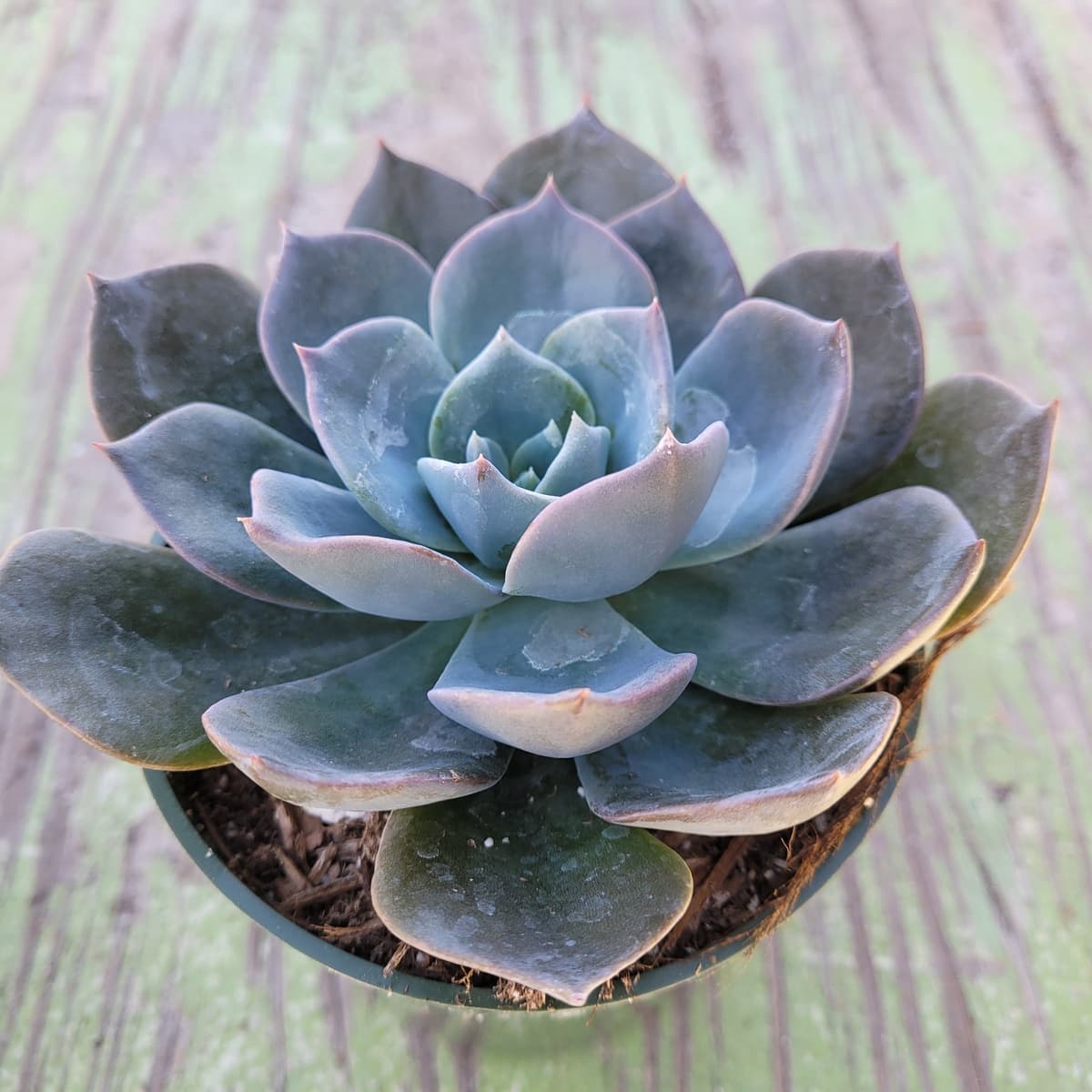 Echeveria 'Blue Prince' (Rosette Succulent)