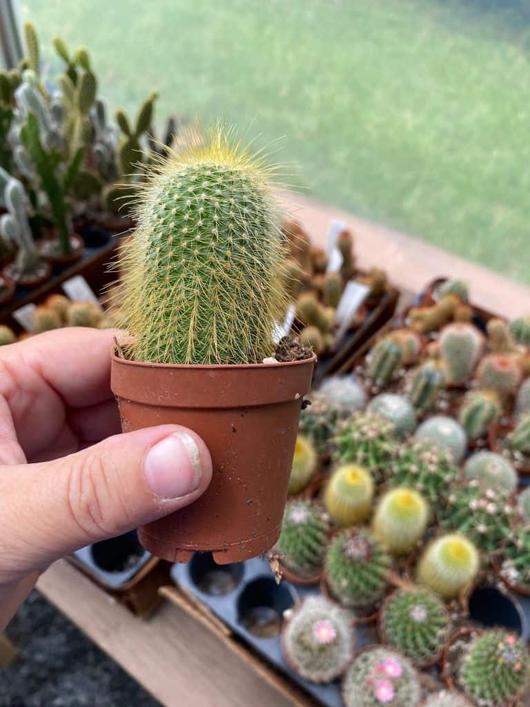 Yellow Tower Cactus (Golden Ball)