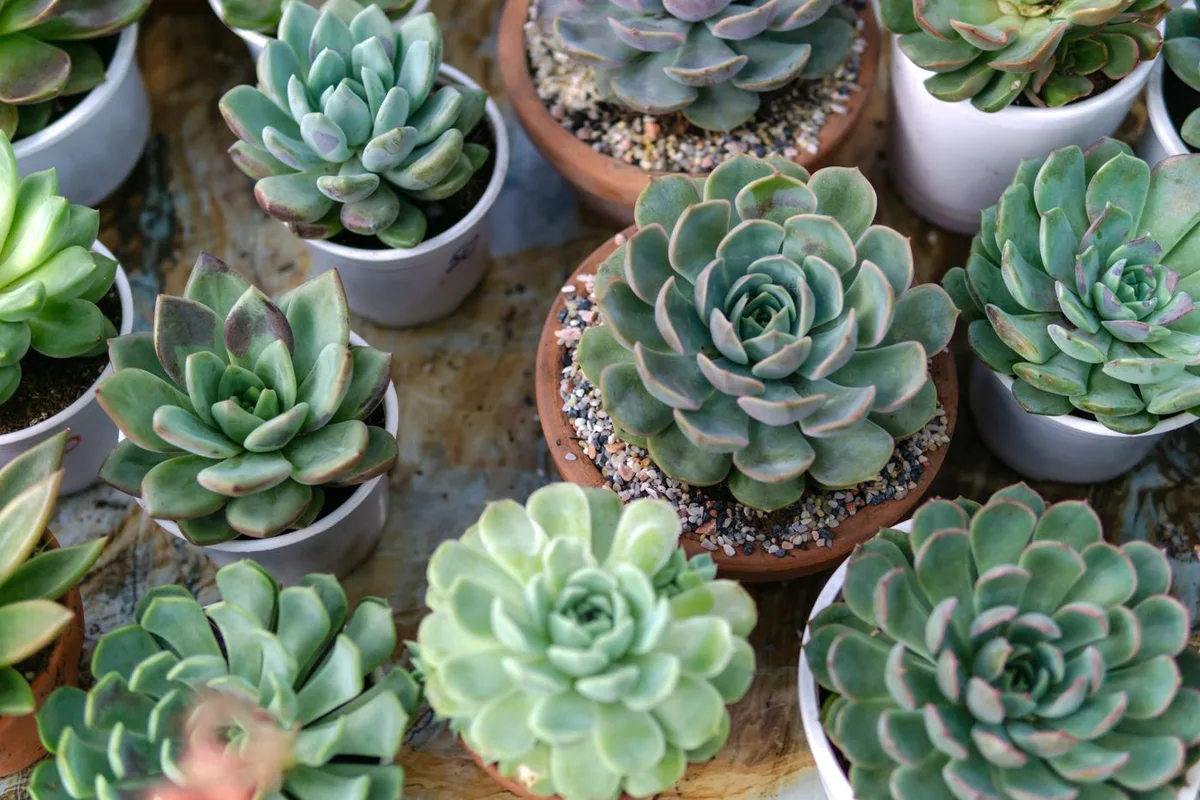 Many small potted succulents grown and arranged together in a single batch