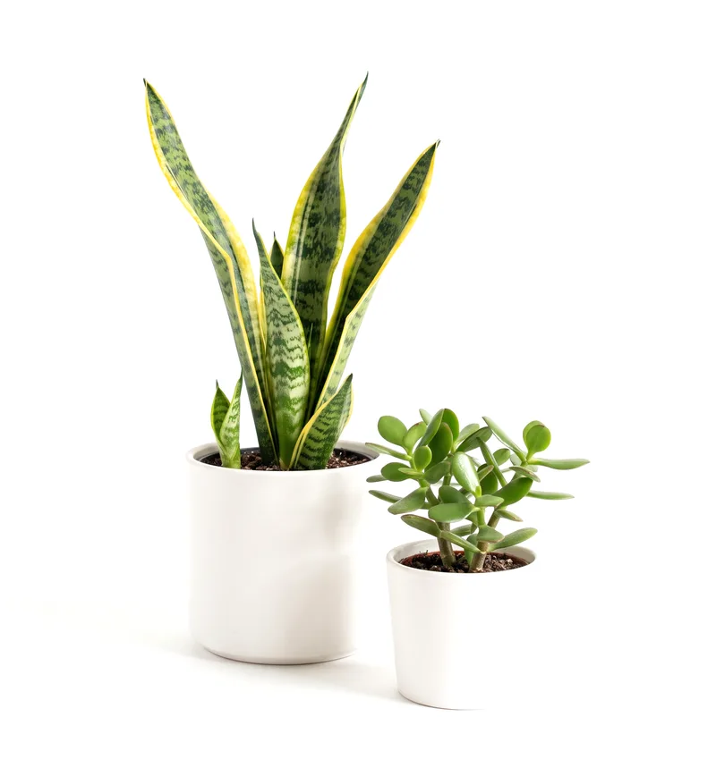 Snake plant and jade plant in white ceramic pots