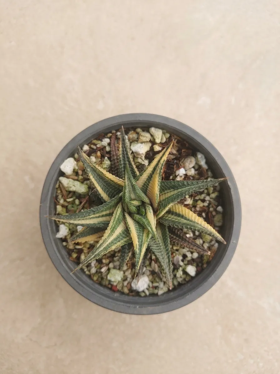 Haworthia Limifolia Variegated