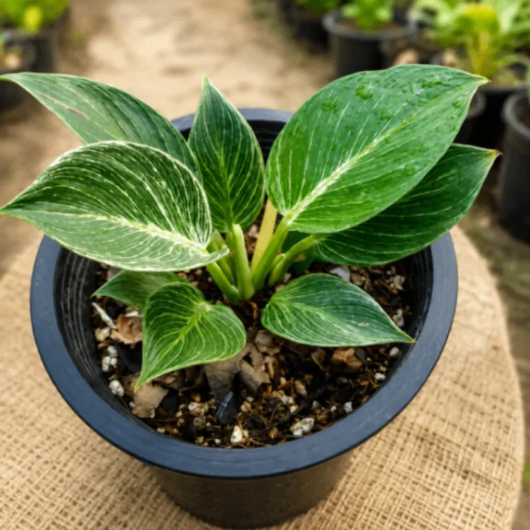 Birkin Plant