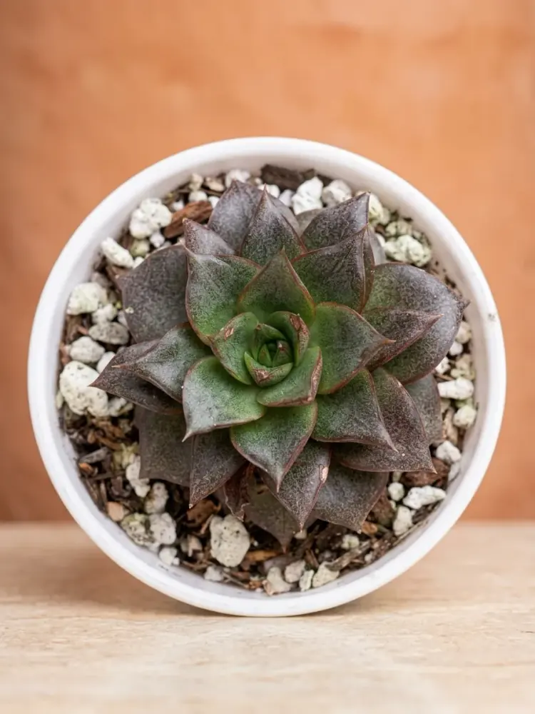 Echeveria Dionysos (Black Prince Succulent)