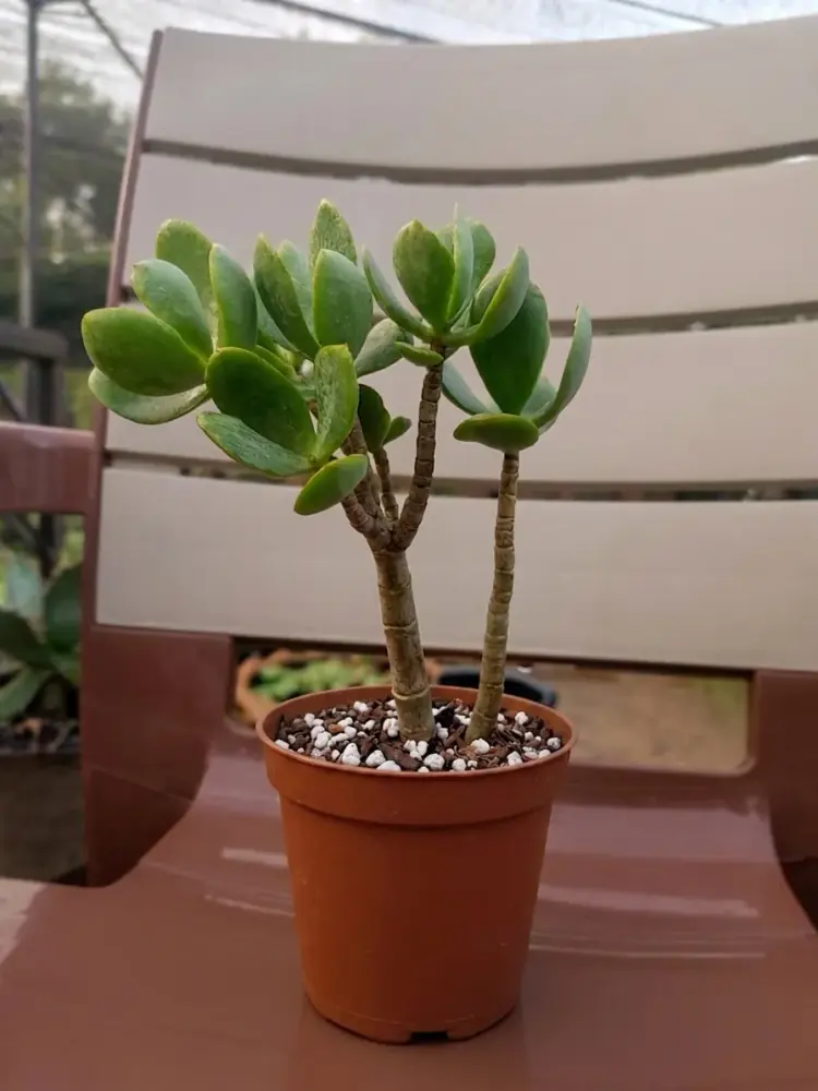 Jade Plant (Crassula Ovata)