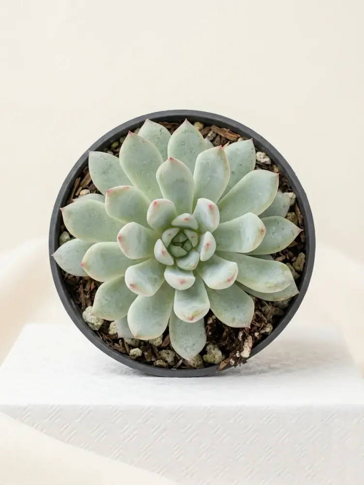 Echeveria