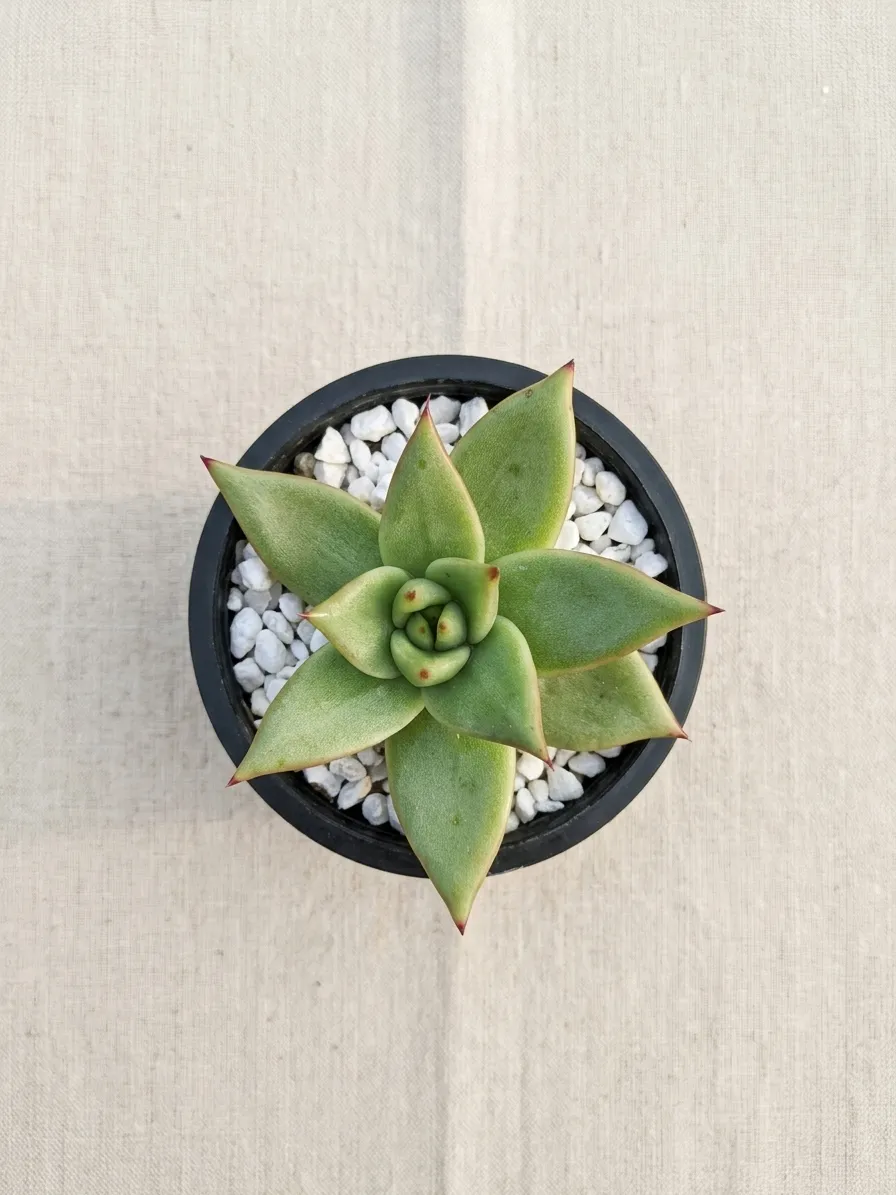 Echeveria Agavoides (Lipstick Echeveria)