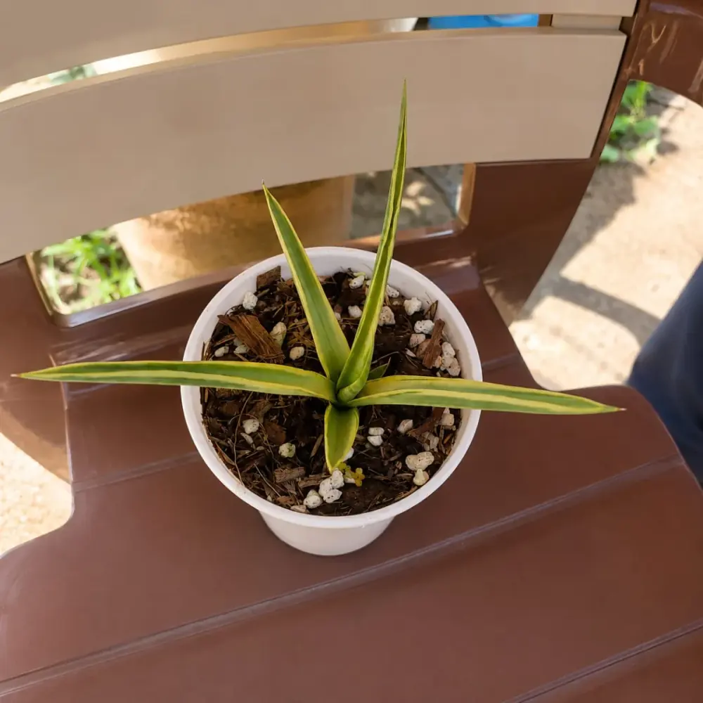 Sansevieria