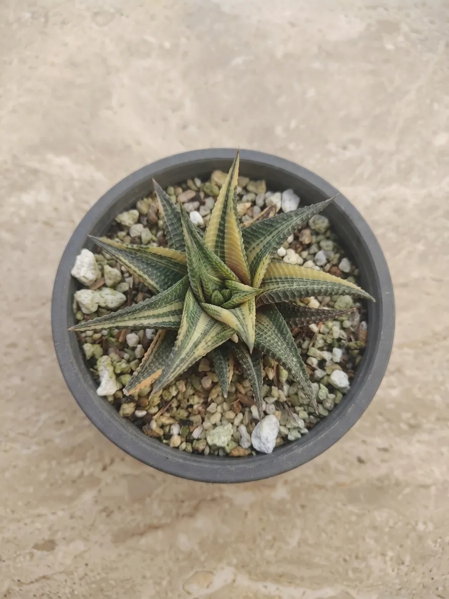 Haworthia Limifolia Variegated — view 2