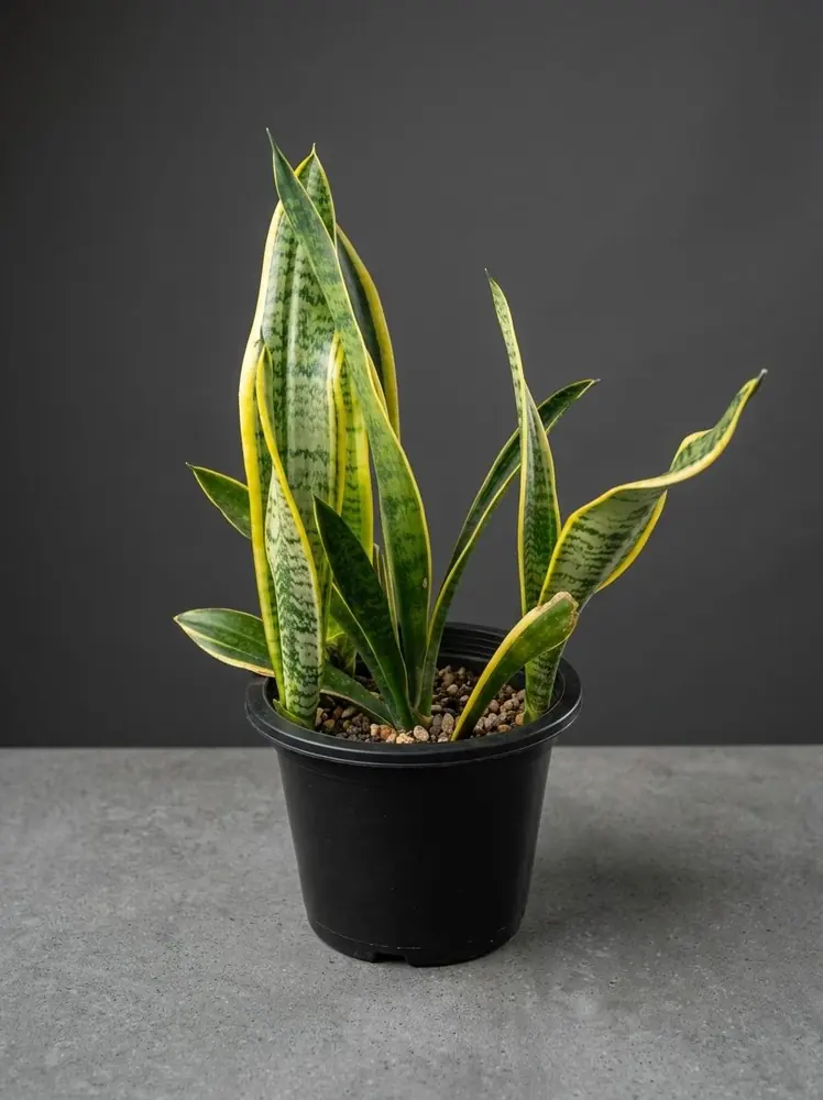 Snake Plant (Laurentii)