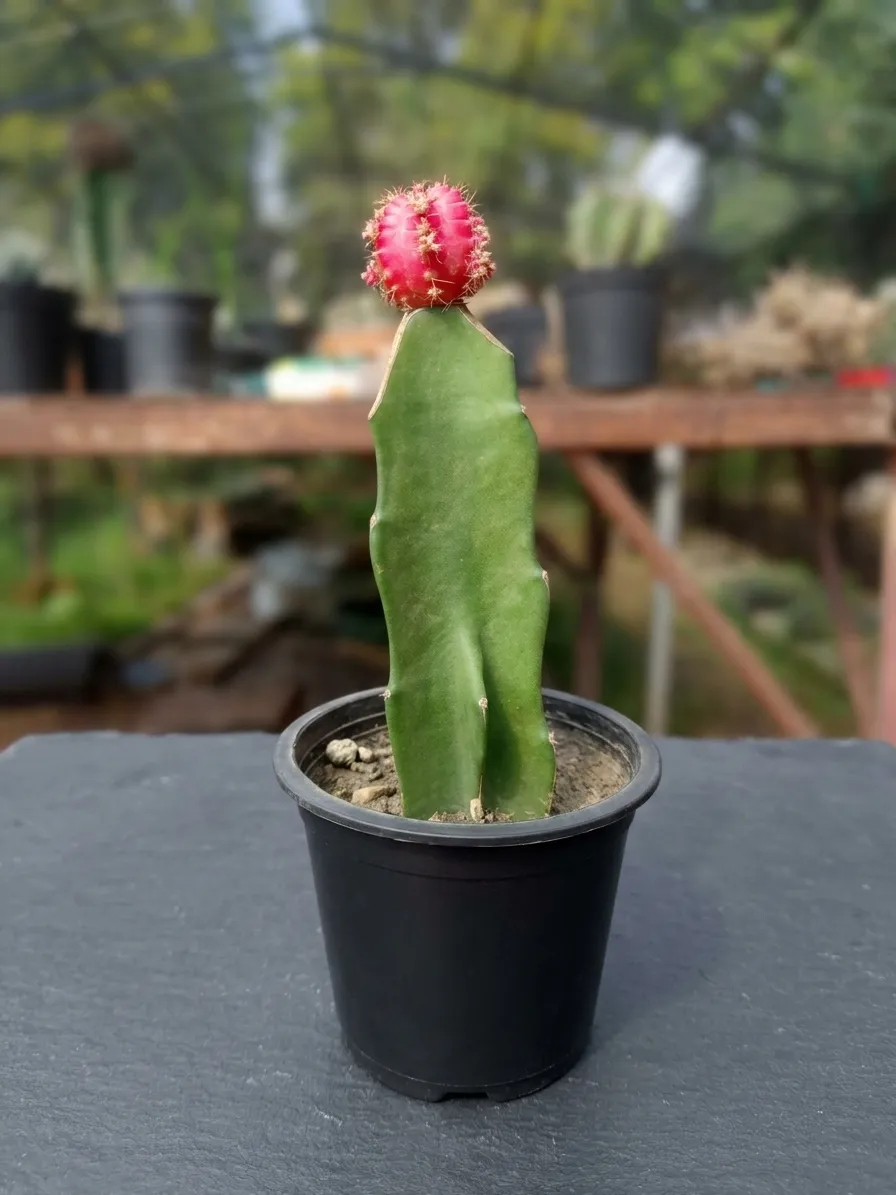 Moon Cactus Pink