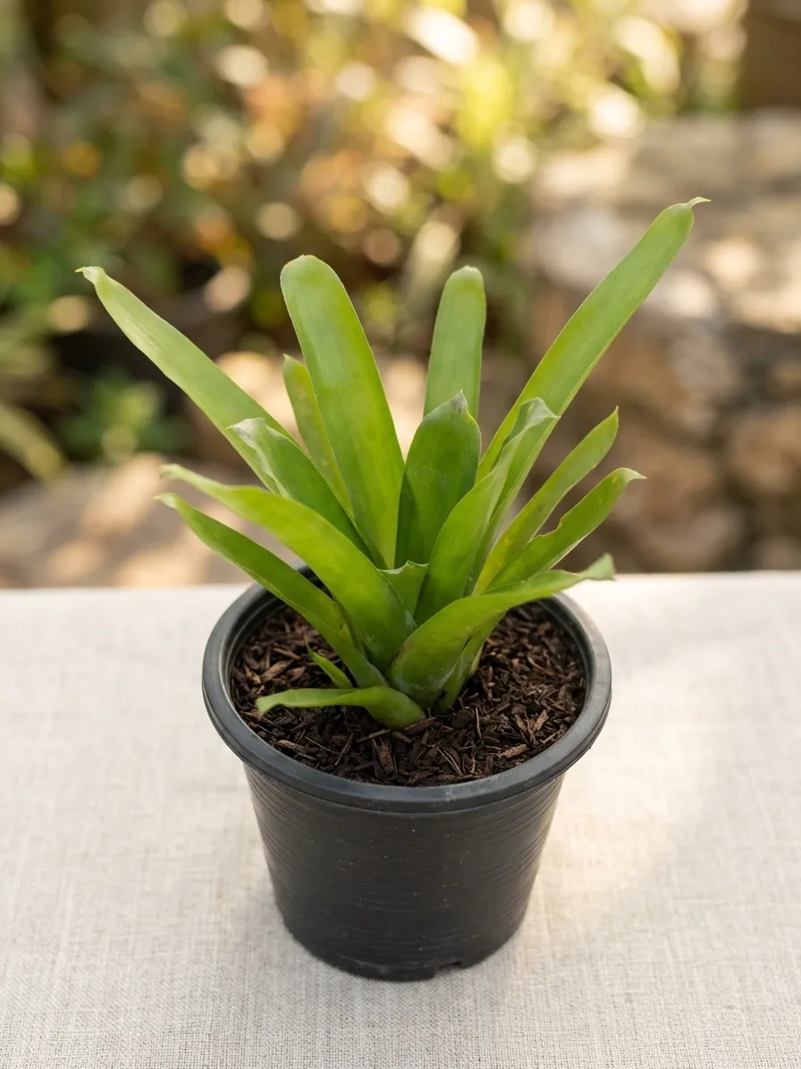 Bromeliad Plant