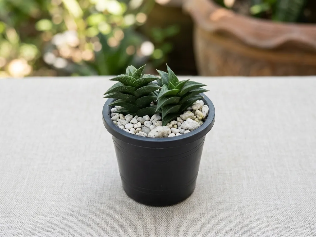 Haworthia Viscosa