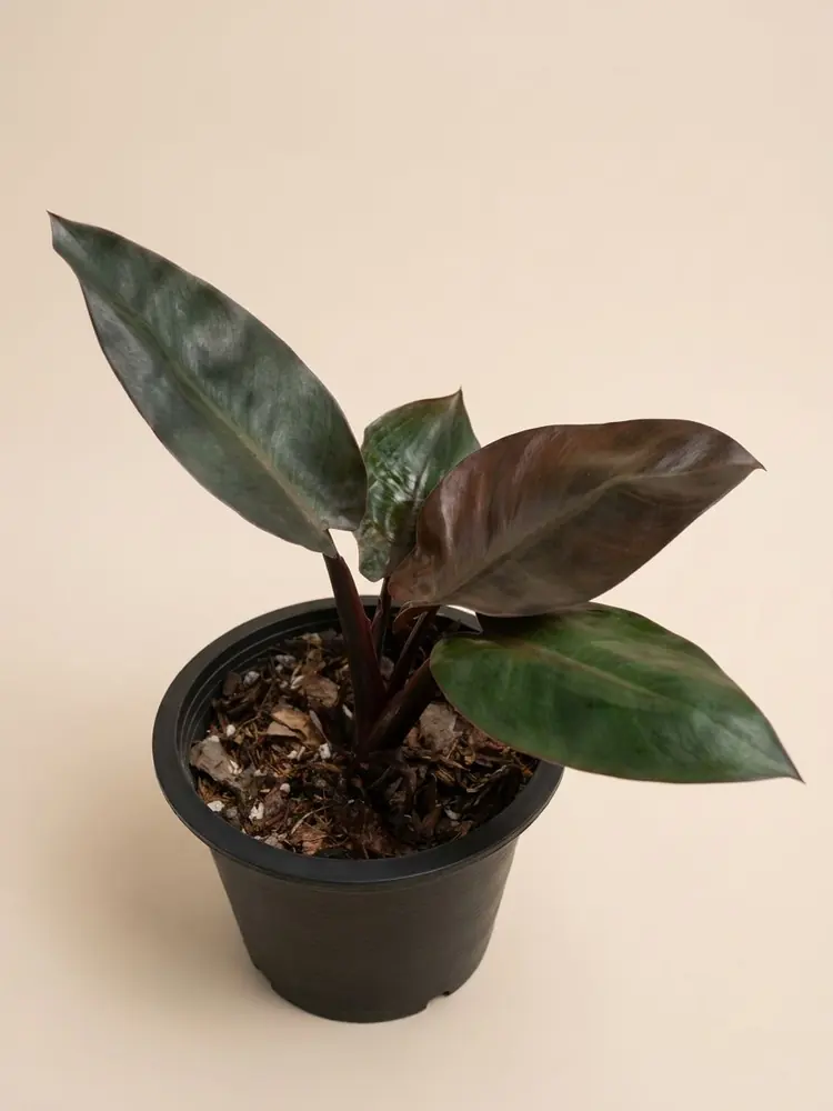 Black Cardinal Plant