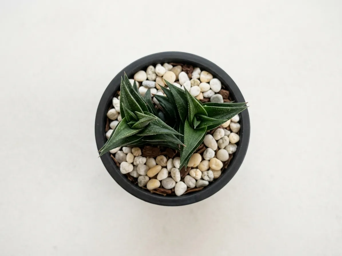 Haworthia Viscosa — view 2