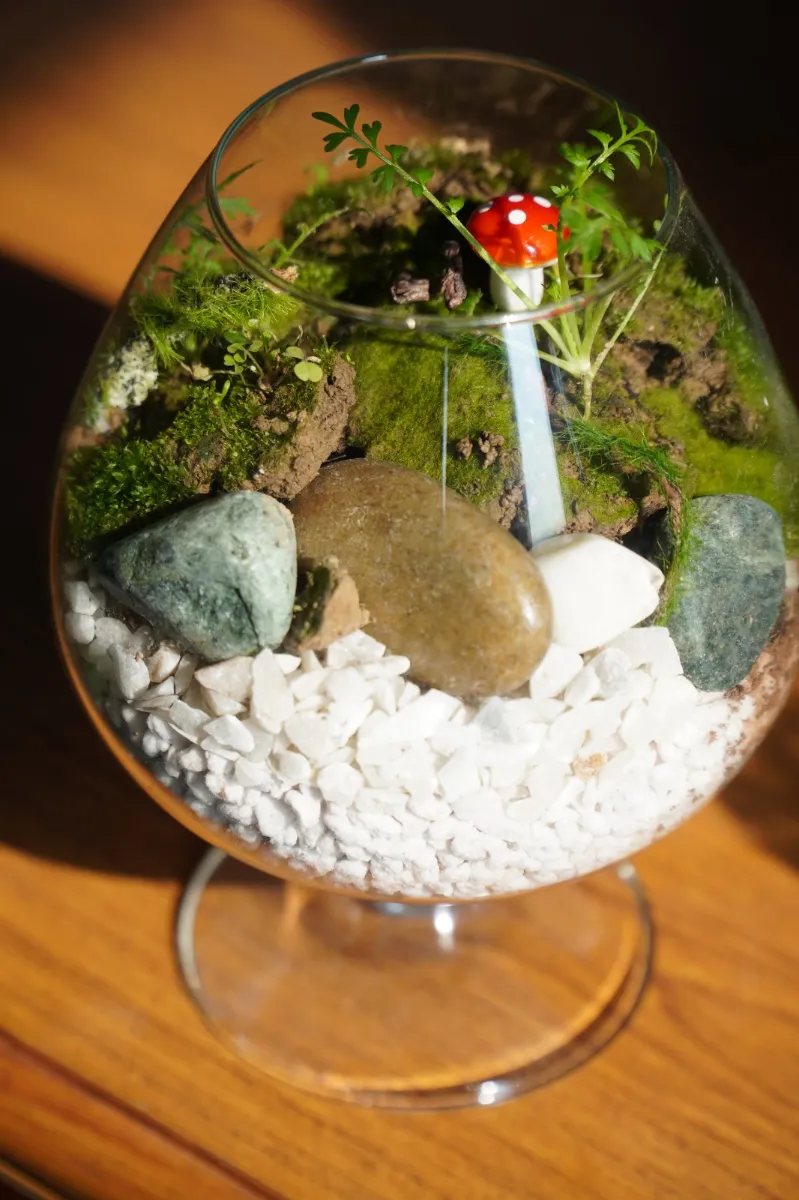 The Mossy Haven Terrarium
